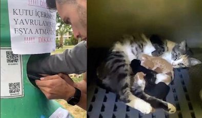 Yavru kedileri Buca Belediyesi grupları kurtardı